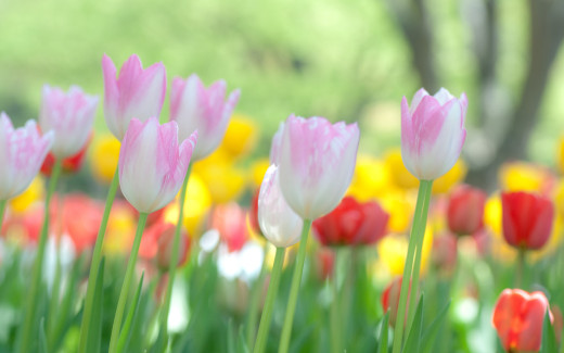 790085 (a): :2560x1600